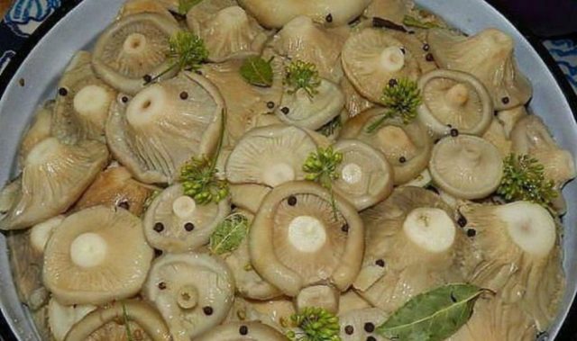 Salting dry mushrooms (white podgruzdkov) at home for the winter