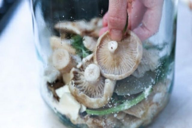 Salting dry mushrooms (white podgruzdkov) at home for the winter