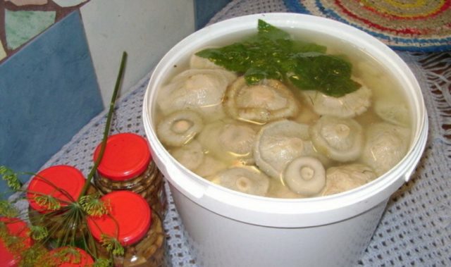 Salting dry mushrooms (white podgruzdkov) at home for the winter