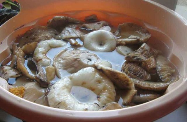 Salting dry mushrooms (white podgruzdkov) at home for the winter