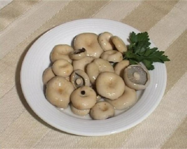 Salting dry mushrooms (white podgruzdkov) at home for the winter