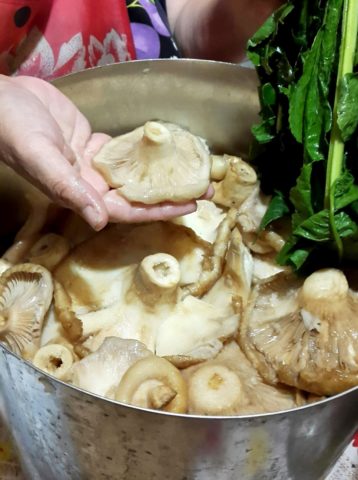 Salting dry mushrooms (white podgruzdkov) at home for the winter