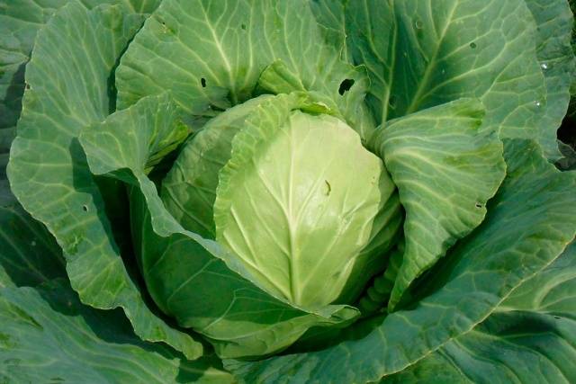 Salting early cabbage for the winter in jars