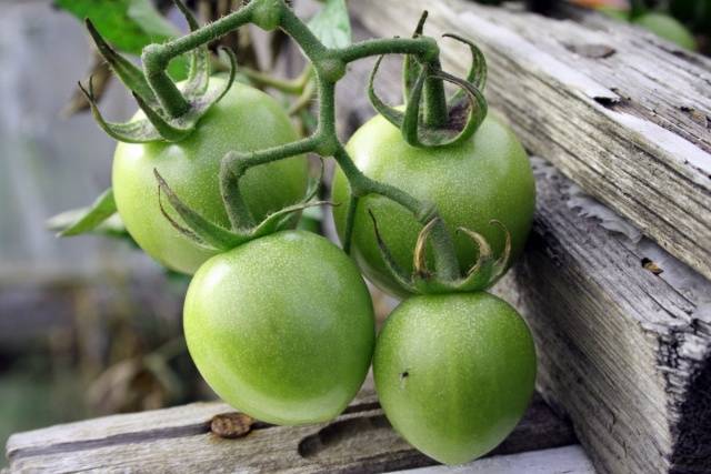 Salting green tomatoes in jars for the winter