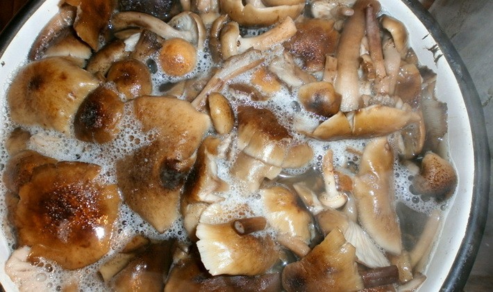 Salting honey mushrooms in a hot way: recipes for the winter