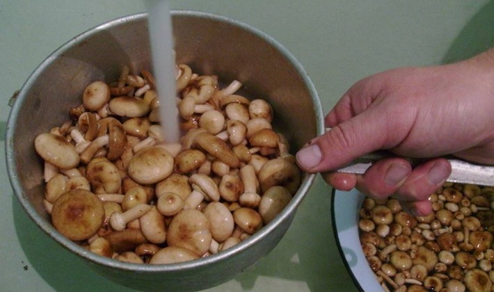 Salting honey mushrooms in a hot way: recipes for the winter