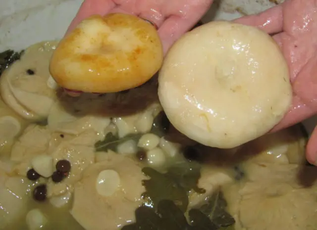 Salting milk mushrooms in a barrel in a cold and hot way