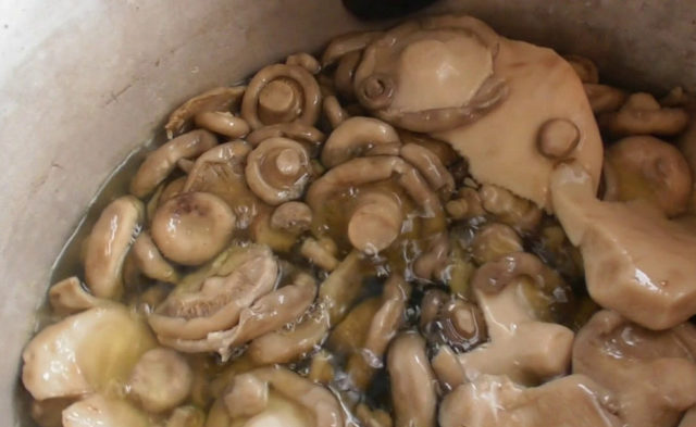 Salting milk mushrooms in a barrel in a cold and hot way