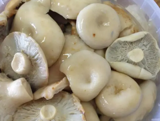 Salting milk mushrooms in a barrel in a cold and hot way