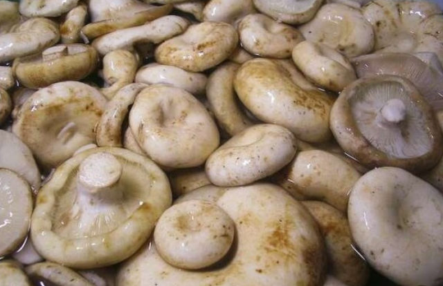 Salting milk mushrooms in a barrel in a cold and hot way