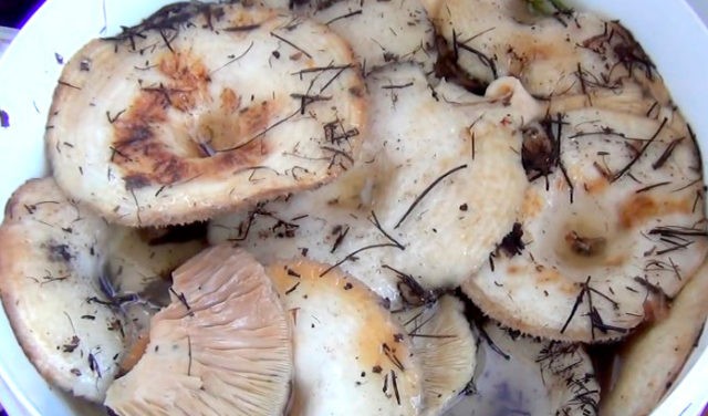 Salting milk mushrooms in a hot way at home for the winter