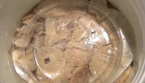 Salting milk mushrooms in a hot way at home for the winter