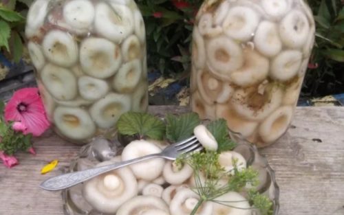 Salting milk mushrooms in a hot way at home for the winter