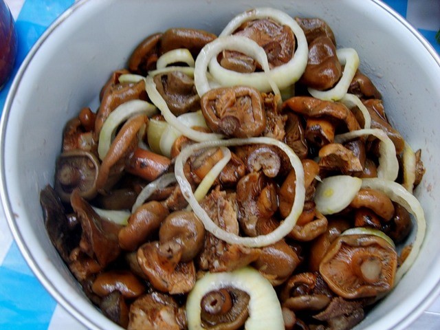 Salting mushrooms in a hot way: with garlic, mustard seeds, in 