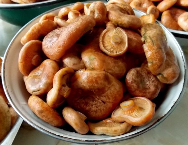 Salting mushrooms in a hot way: with garlic, mustard seeds, in 