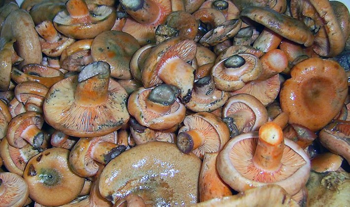 Salting mushrooms: recipes for preparations for the winter