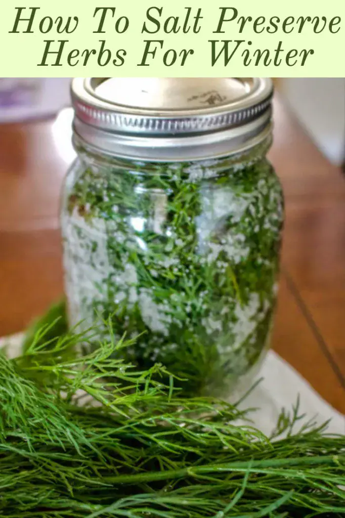 Salting parsley for the winter