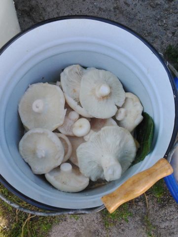 Salting (salting) milk mushrooms in a cold way at home: recipes for the winter