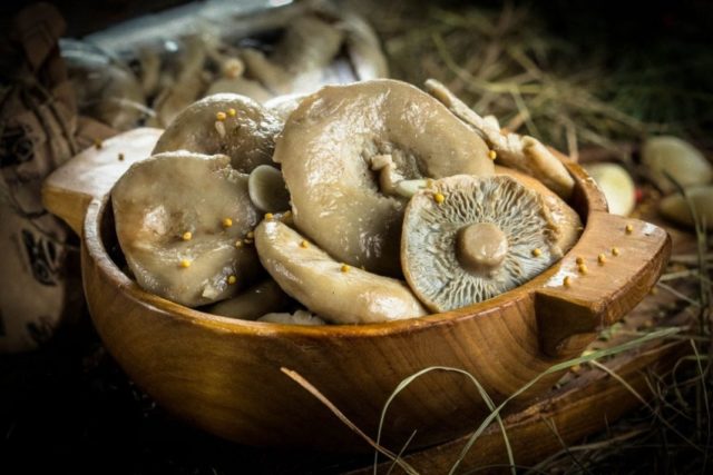 Salting (salting) milk mushrooms in a cold way at home: recipes for the winter