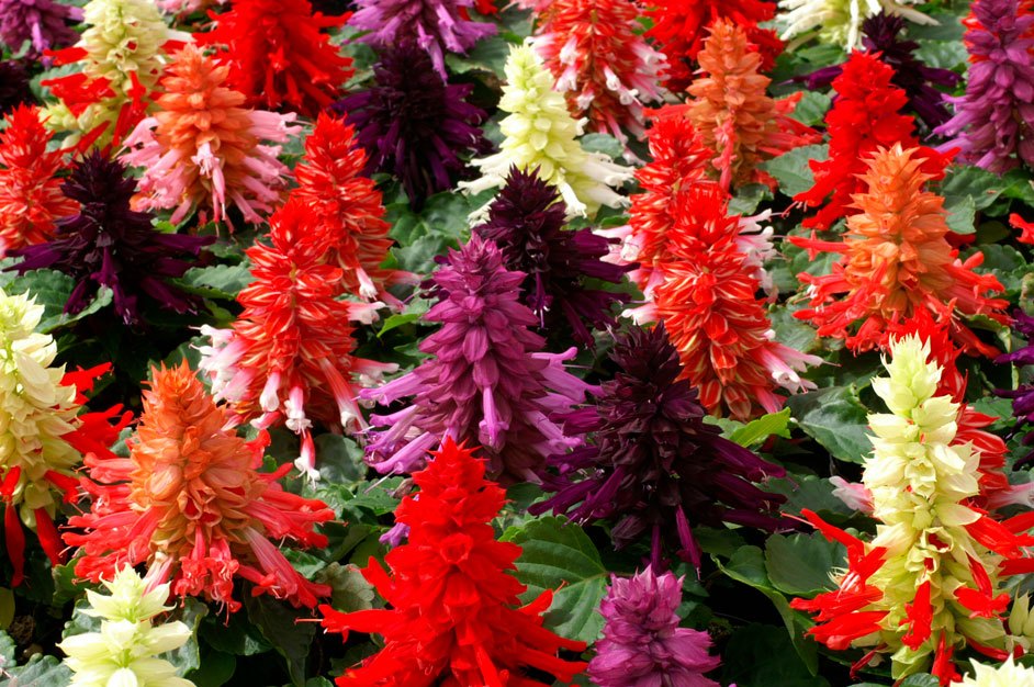 Salvia brilliant: description, origin, features of sowing seeds, plant care + 11 best varieties with photos