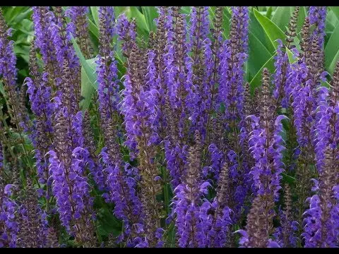 Salvia brilliant: description, origin, features of sowing seeds, plant care + 11 best varieties with photos