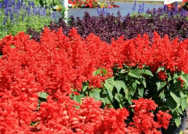 Salvia brilliant: description, photo of flowers, sowing, care