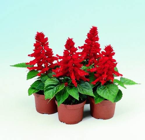 Salvia brilliant: description, photo of flowers, sowing, care