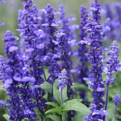 Salvia brilliant: description, photo of flowers, sowing, care