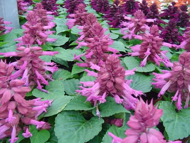 Salvia brilliant: description, photo of flowers, sowing, care