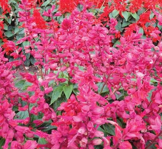 Salvia brilliant: description, photo of flowers, sowing, care