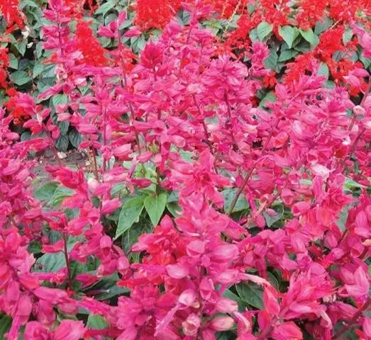 Salvia brilliant: description, photo of flowers, sowing, care