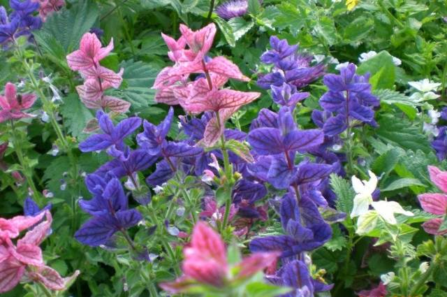 Salvia brilliant: description, photo of flowers, sowing, care