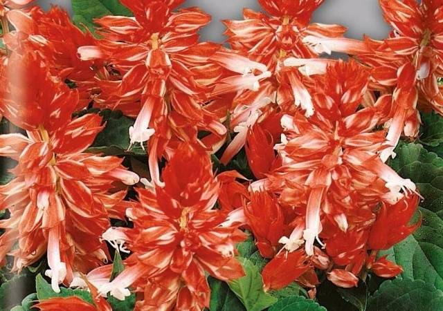 Salvia brilliant: description, photo of flowers, sowing, care