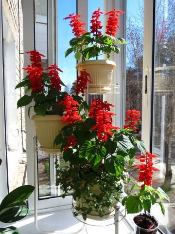 Salvia brilliant: description, photo of flowers, sowing, care