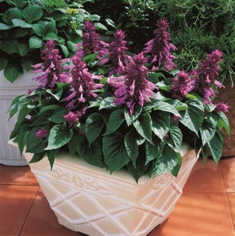 Salvia brilliant: description, photo of flowers, sowing, care