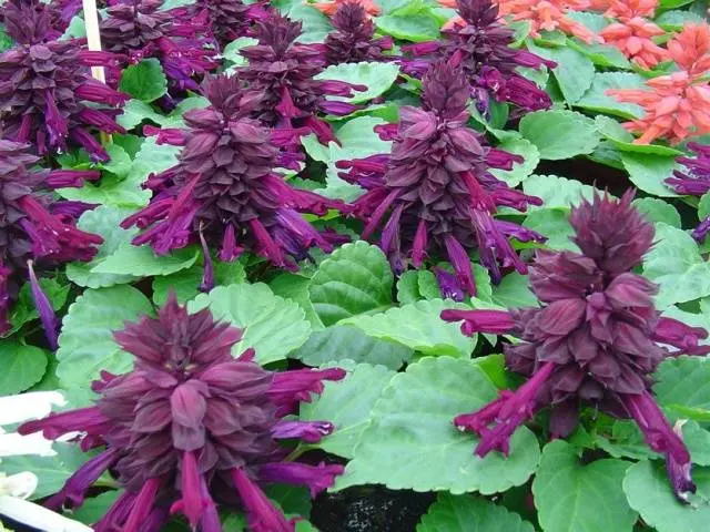 Salvia brilliant: description, photo of flowers, sowing, care