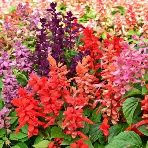 Salvia brilliant: description, photo of flowers, sowing, care