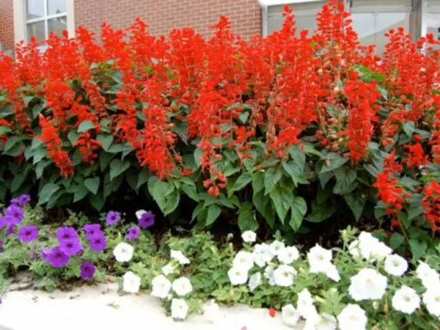 Salvia brilliant: description, photo of flowers, sowing, care