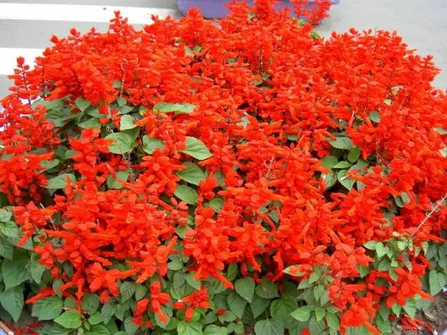 Salvia brilliant: description, photo of flowers, sowing, care