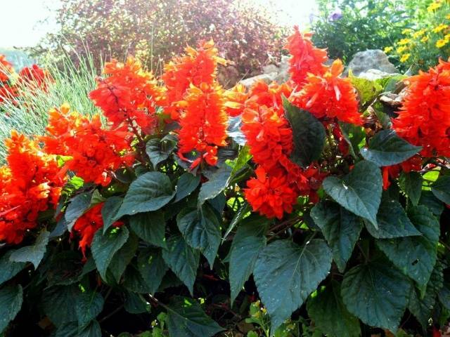 Salvia brilliant: description, photo of flowers, sowing, care