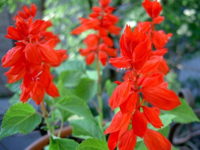 Salvia brilliant: description, photo of flowers, sowing, care