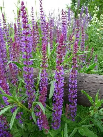 Salvia perennial: description, photo of flowers, sowing, care