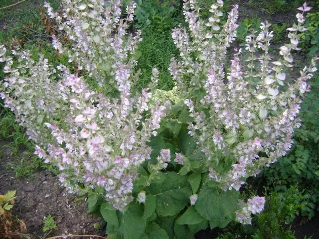 Salvia perennial: description, photo of flowers, sowing, care