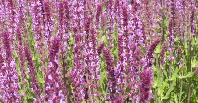 Salvia perennial: description, photo of flowers, sowing, care