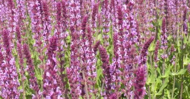 Salvia perennial: description, photo of flowers, sowing, care