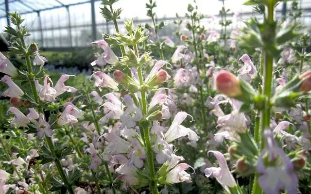 Salvia perennial: description, photo of flowers, sowing, care