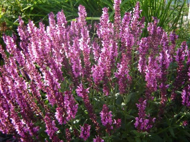 Salvia perennial: description, photo of flowers, sowing, care