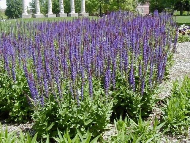 Salvia perennial: description, photo of flowers, sowing, care