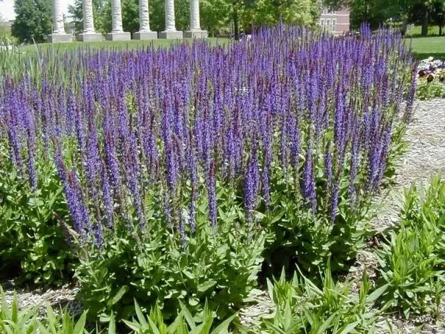 Salvia perennial: description, photo of flowers, sowing, care