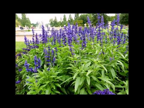 Salvia perennial: description, photo of flowers, sowing, care